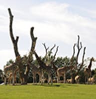 GIVSKUD ZOO - ZOOTOPIA Logo